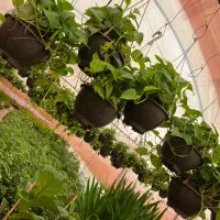 پتوس کاسه ، دیفن ، یوکا ، شامادورا