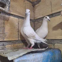 نرماده سفید پلاکی