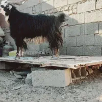 نر بز جوان چاق|حیوانات مزرعه|خواف, |دیوار