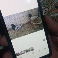 کبوتر پرنده|پرنده|اهر, |دیوار