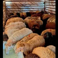 گوسفند زنده گوشت دار شکم خالی تهرانپارس. شهرری|حیوانات مزرعه|تهران, نازی‌آباد|دیوار