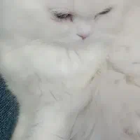 واگذاری گربه چشم دورنگ|گربه|قم, پردیسان|دیوار