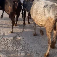 ۸ عدد گاو درجه یک یک مخصوص داشتی همشون ابستن هستن|حیوانات مزرعه|ثلاث باباجانی, |دیوار