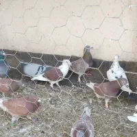 ۲۲ عدد پلاکی پرشی|پرنده|خواف, |دیوار