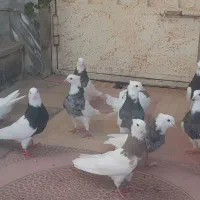 طوقی پا لخت|پرنده|ابریشم, |دیوار