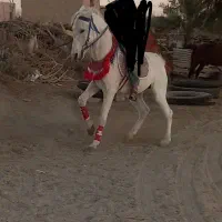 اسب نریون کورسی