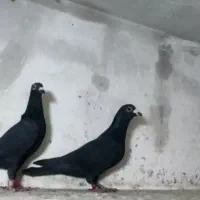 یک جفت زاغ مسافتی