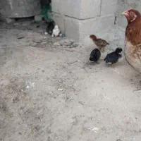 فروش اردک اسراییلی جوجه محلی اصل زیرمرغی