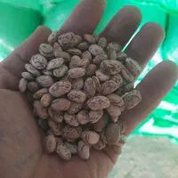 لوبیا ارتشی بوجار شده ۱۸۰ چیتی ۲۱۰ خرمنی