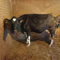 گاو جوان و چاغ|حیوانات مزرعه|جونقان, |دیوار