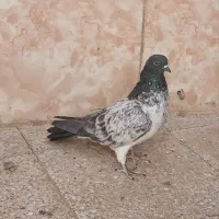 کفتر پرشی قاره