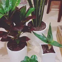 گل و گیاه تزئینی برای منزل