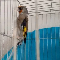 فروش یک‌ دونه سهر نر