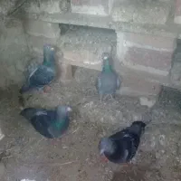 کبوتردوبرماده