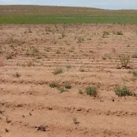 یونجه درجه یک