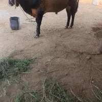گاو