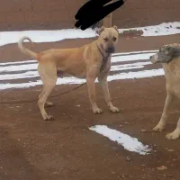 واگذاری سگ سرابی