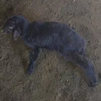 بره شیری ۱۵ روزه