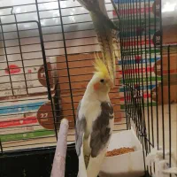 دوکت ماده 2ساله