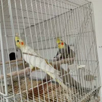 عروس هلندی جفت