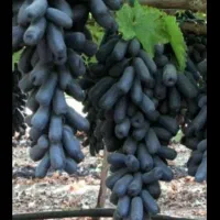 نهال انگور اسفراین