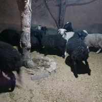 بره پای پروار ژن دار