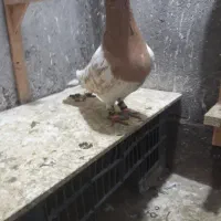 بلوار توس کفتر جفتگاه|پرنده|مشهد, شهرک صنعتی توس|دیوار