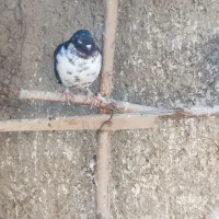 30تاحیوون پروازی نروماده مایع کفترجفتی500تومن|پرنده|صائین قلعه, |دیوار