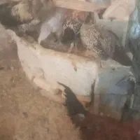 خروس محلی|حیوانات مزرعه|شیراز, ده پیاله|دیوار