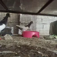 گمشده کبوتر