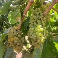 سه هزار متر باغ ویلا با۳۰۰متر سالن