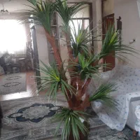 درختچه مصنوعی بسیار زیبا به همراه گلدان هخامنشی|گل مصنوعی|رشت, جماران|دیوار