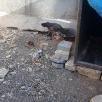 مرغ محلی همراه با ۴ جوجه فروشی