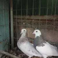 کفتر معاوضه با مرغ و جوجه|پرنده|بم, |دیوار