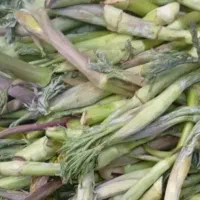 نری بیلهرتازه تجیک