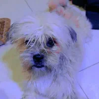 پت خونگی|سگ|مشهد, حیدرآباد|دیوار