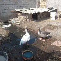 غاز|حیوانات مزرعه|سوسنگرد, |دیوار