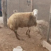 مغان|حیوانات مزرعه|دینور, |دیوار