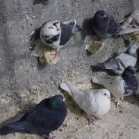 کبوتر|پرنده|شیروان (خراسان), |دیوار