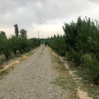اجاره ی باغ و زمین کشاورزی|فروش دفتر صنعتی، کشاورزی، تجاری|تهران, فرودگاه مهرآباد|دیوار