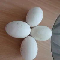تخم غاز خوراکی