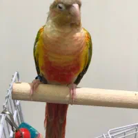 گرینچیک نر اماده دستی سخنگو تست دار|پرنده|مشهد, رضاشهر|دیوار