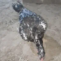 سه عدد مرغ لاری اصیل|حیوانات مزرعه|دینور, |دیوار