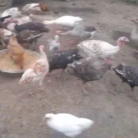 بوقلمون و غاز|حیوانات مزرعه|سیاهکل, |دیوار