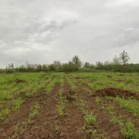 فروش-زمین-در-آستانه-اشرفیه-با-شرایط-استثنایی