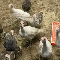 جوجه بوقلمون فروشی