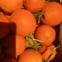 پرتفال تازه درجه یک به شرط