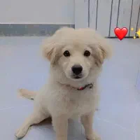 فروش سگ  پامریین ـ شیتزو