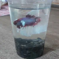 فایتر گرید(A)وارداتی|ماهی|اسلام‌شهر, شهرک مفیدی|دیوار