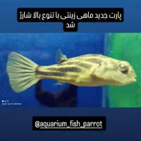 سورم لب ماتیکی|ماهی|اهواز, پادادشهر|دیوار